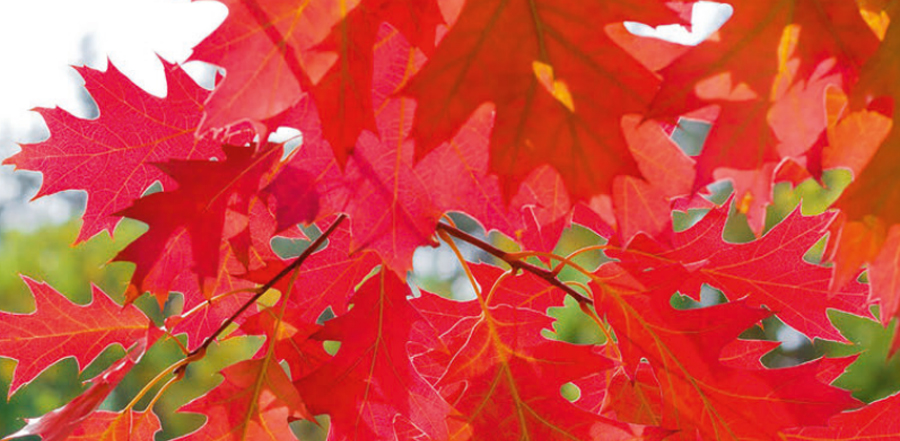 feuilles