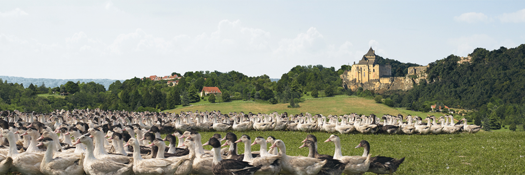 Foie gras du Périgord