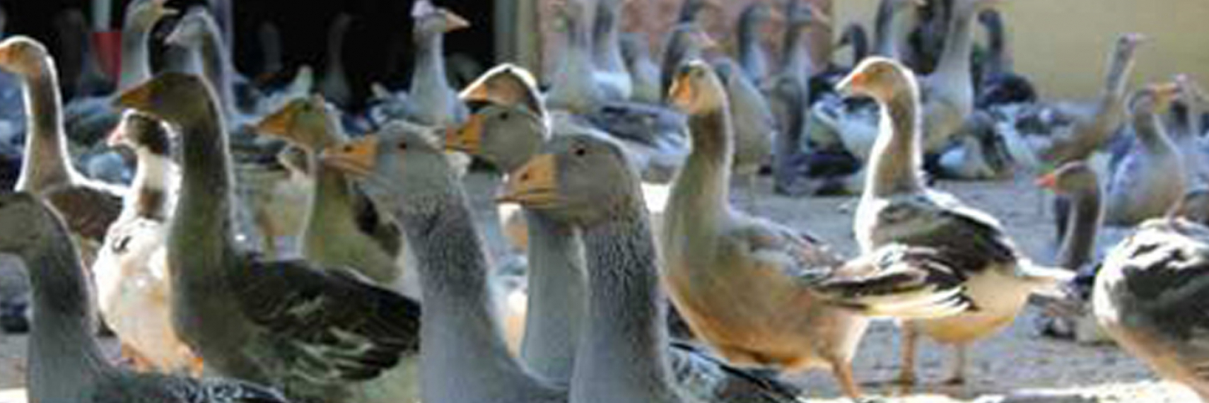 Foie gras du Périgord