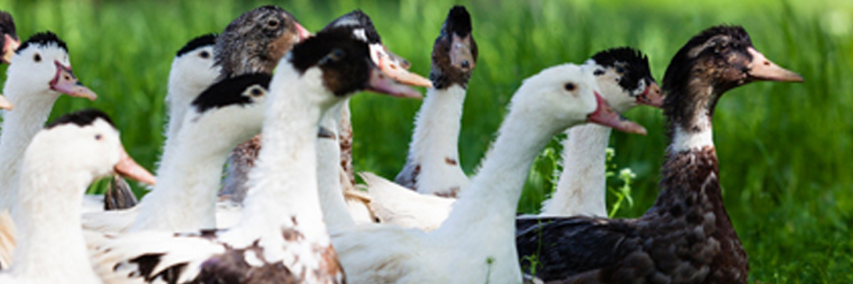 Foie gras du Périgord