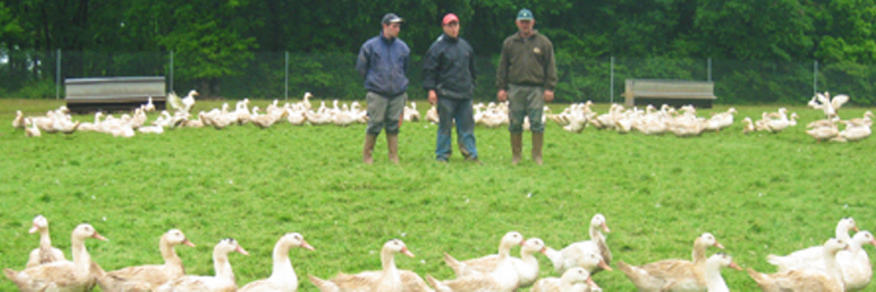 Foie gras du Périgord