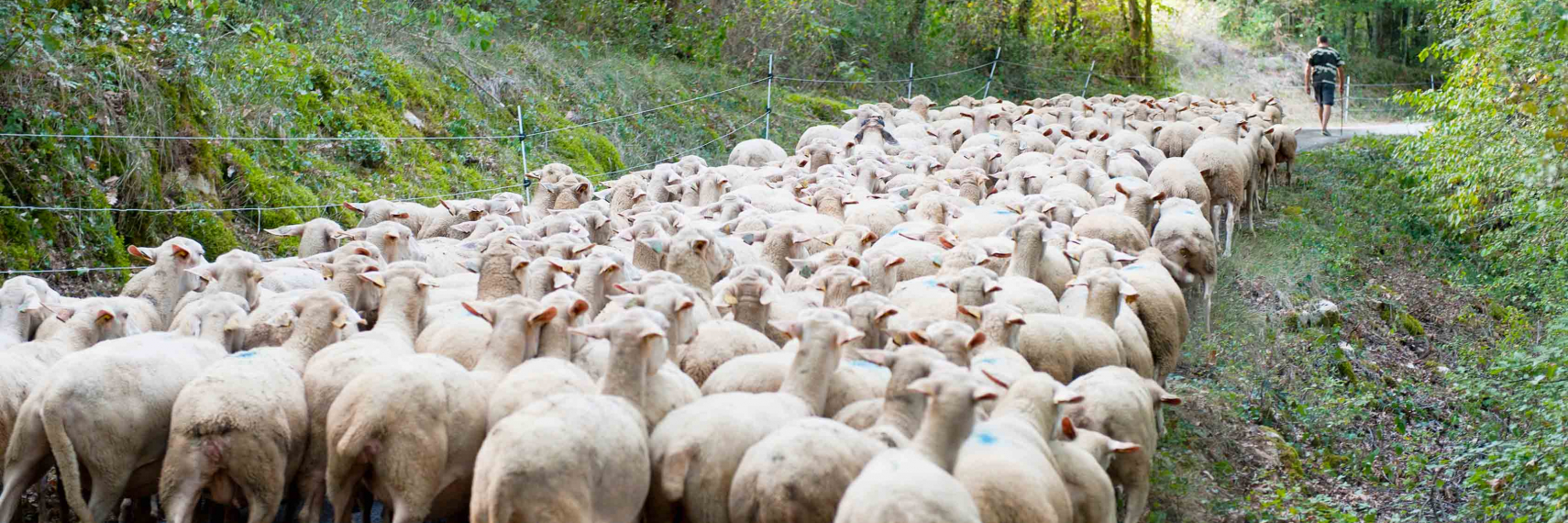 Foie gras du Périgord