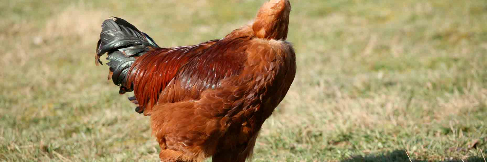 Foie gras du Périgord