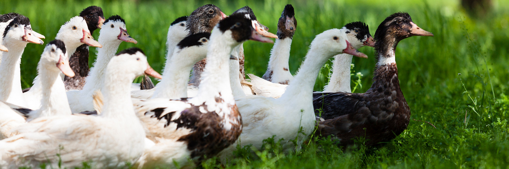 Foie gras du Périgord