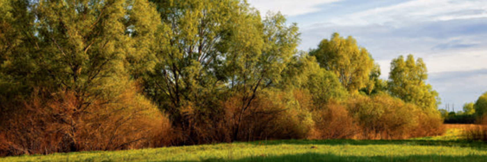 Arbres