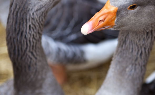 Foie gras du Périgord