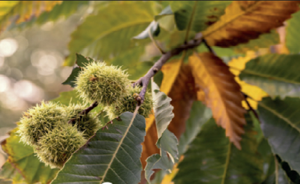 Magazine Arbres à Plumes