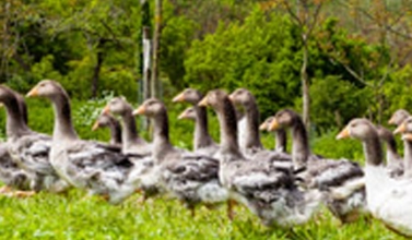 Foie gras du Périgord