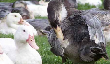 Foie gras du Périgord