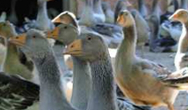 Foie gras du Périgord