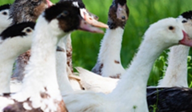 Foie gras du Périgord