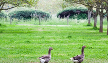 Foie gras du Périgord