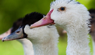 Foie gras du Périgord