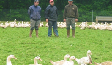 Foie gras du Périgord