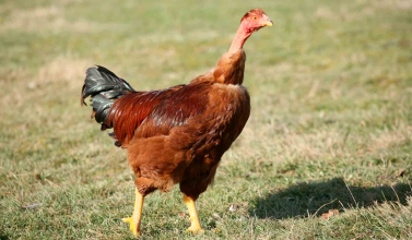 Foie gras du Périgord