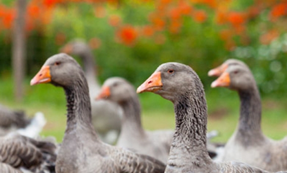 Foie gras du Périgord