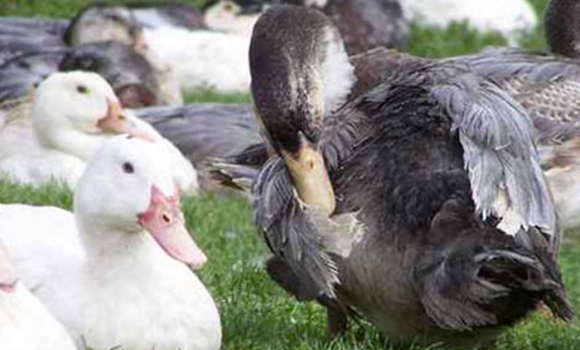 Foie gras du Périgord