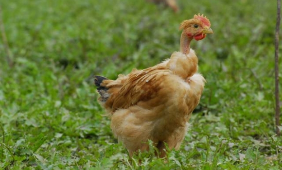 Foie gras du Périgord