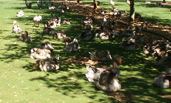 Foie gras du Périgord