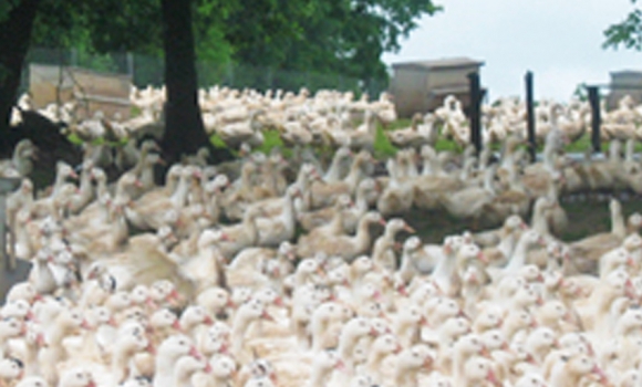 Foie gras du Périgord