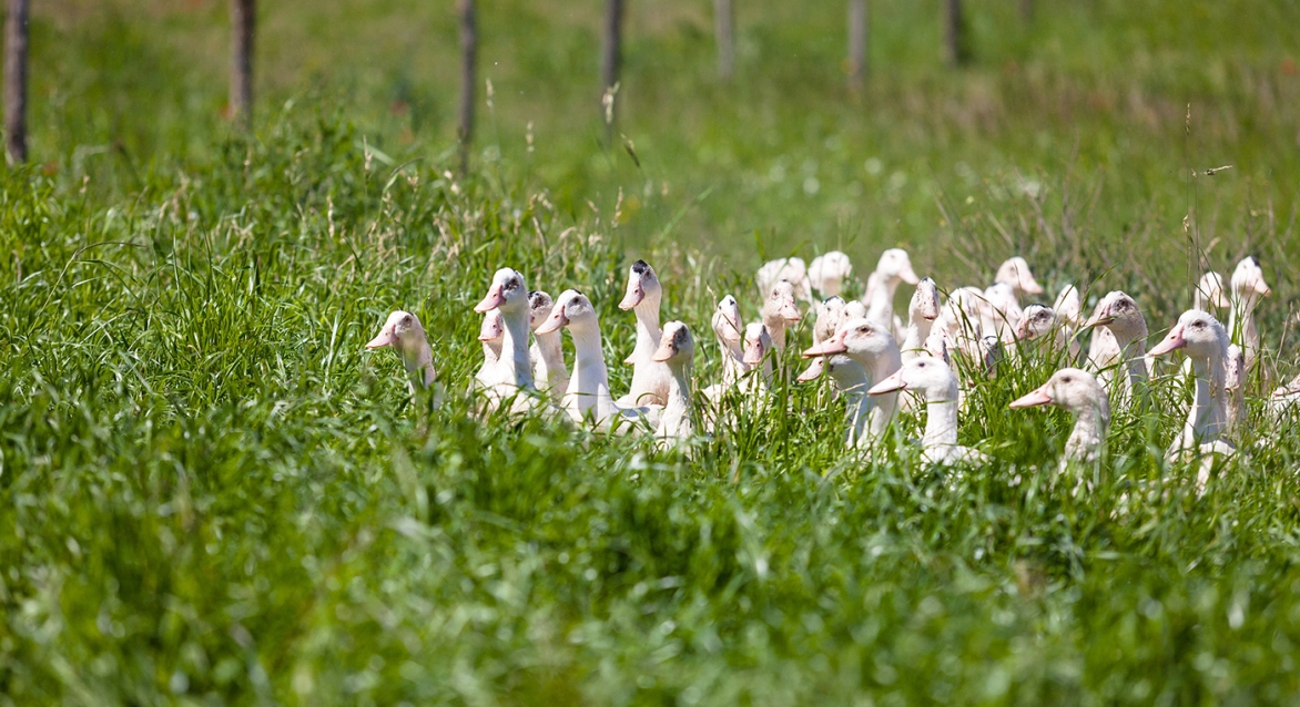 Foie gras du Périgord